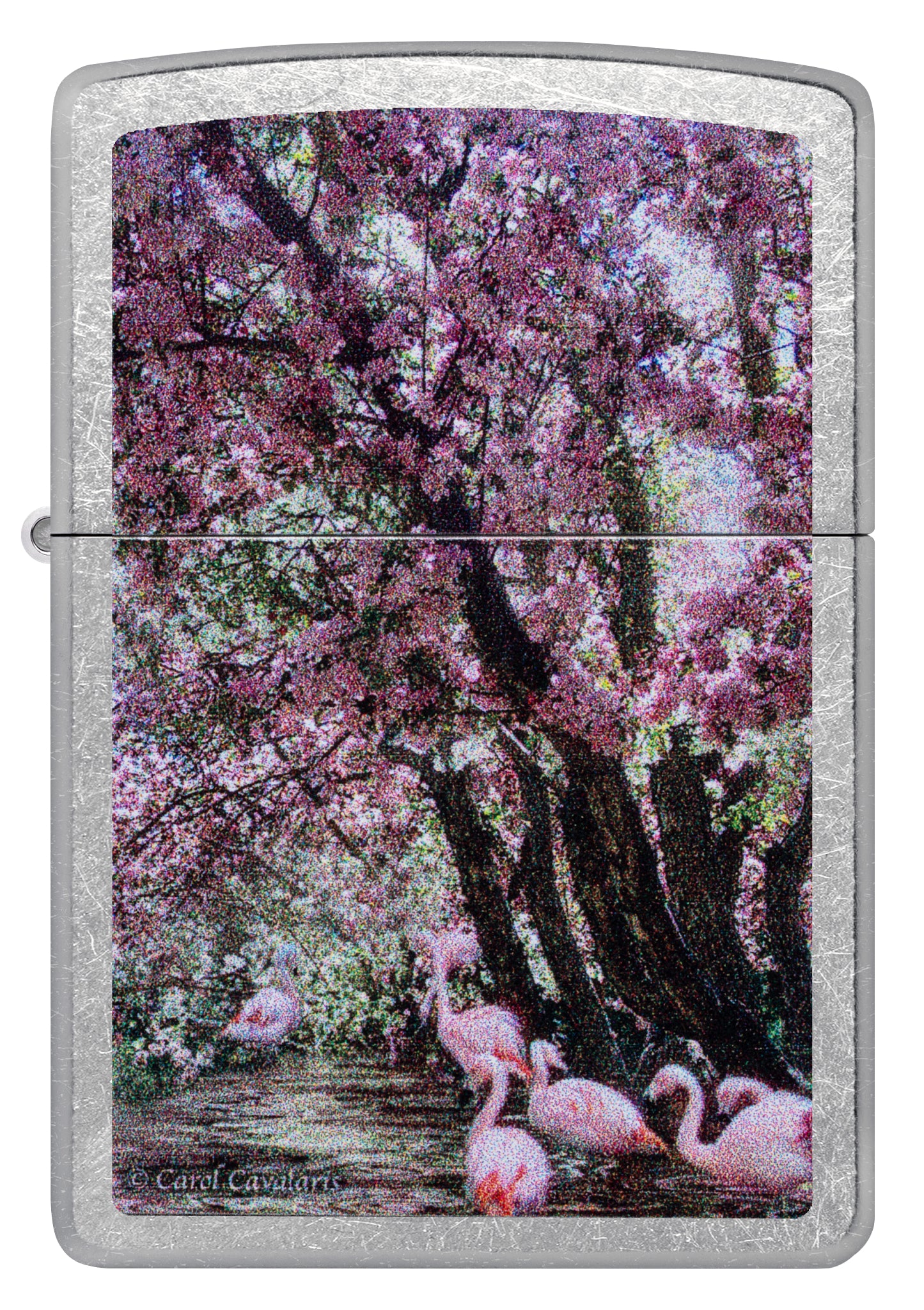Front view of Zippo Carol Cavalaris Flamingo Lagoon Design Street Chrome Windproof Lighter .